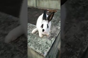 sales 200 RS. cute rabbit