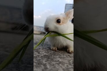 Cute Baby Rabbit #shorts #pets #cute