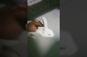 cute bunny