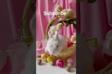 Cute rabbit play with chicks#short #viral