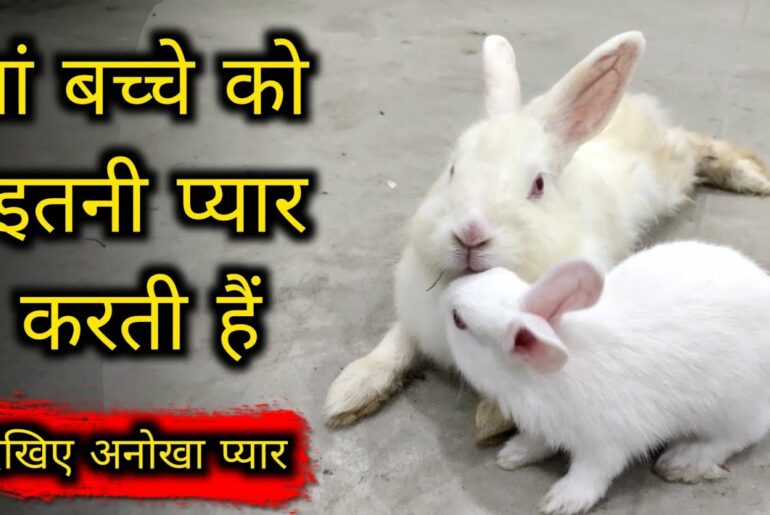 The Cutest Baby Bunny Rabbit | Baby Bunnies | Baby Rabbit | Rabbit Baby
