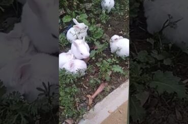 SO CUTE RABBIT IN THE GARDEN |#shorts #cuteanimals