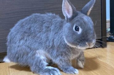 Cute Baby Bunny Rabbits Funny Moments 2022