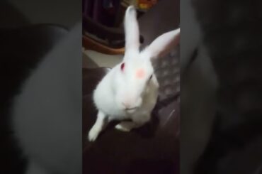 cute rabbit