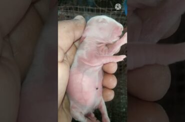 Cute baby rabbit