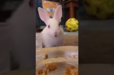 cute baby bunny sitting#shorts #youtubeshorts #yshorts #viral #subscribe #trending#rabbit rabbit