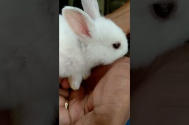 So cute bunny #Shorts