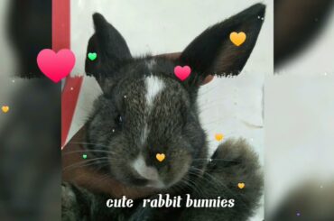 Cute Rabbit Bunnies
