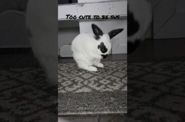 Cute bunny washing ears