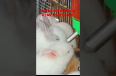 #bunny #rabbit #funny #bunnies #shorts | cute bunny drinking water from bottle