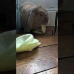 Cute bunny enjoys munching on his cabbage