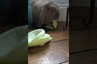 Cute bunny enjoys munching on his cabbage
