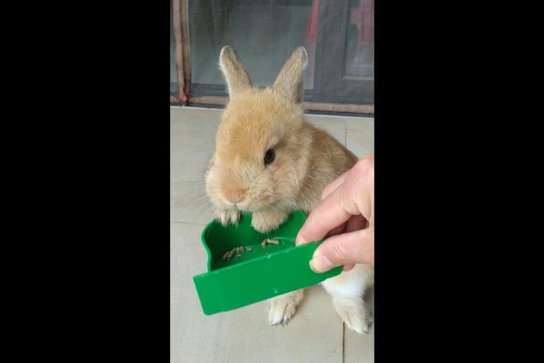 Cute Bunny Eating Food Cute Rabbit Funny Animal#shorts