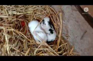 cute rabbit||rabit||cute animal||small animal||pet||