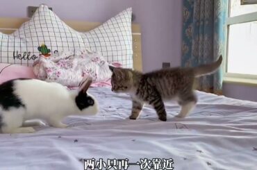 Cute Rabbit