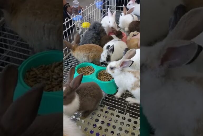 Funny Cute Bunny Rabbits