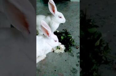 Cute baby rabbit#Shorts#trending#viral#Subscribe my YouTube please