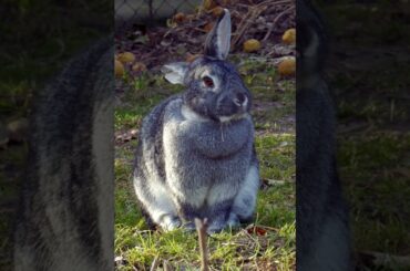 So cute Rabbit