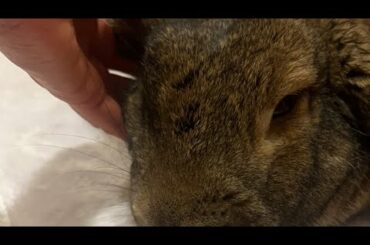 Cute Rabbit