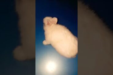Cute rabbit baby shorts #shorts #rabbit #cuterabbit #trendingshorts #whiterabbit #youtube  #2phuthon