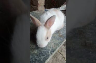 Cute Baby Rabbit eating grass | #shorts