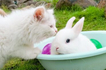 Kittens meet a lost cute bunny - Need help! Dad