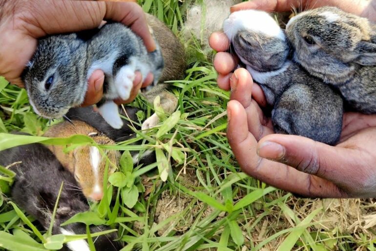 BaBy bunnies born in Garden - How many baby rabbits are there?