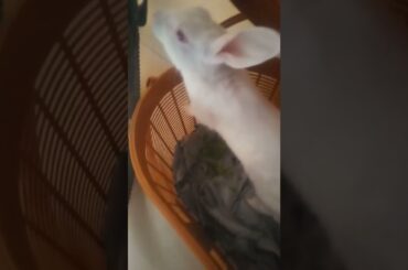 cute rabbit