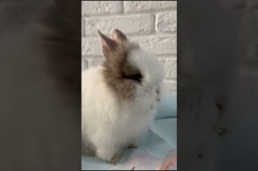 Cute Bunny Rabit Eats Flower #shorts #shortsfeed #bunny #rabbits #pets #petlovers