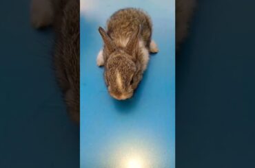 Cute rabbit baby shorts #shorts #rabbit  #trendingshorts #youtubeshorts #youtube  #dynamite