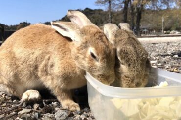 Those two friendly bunnies are just too cute! [Rabbit Island Japan]