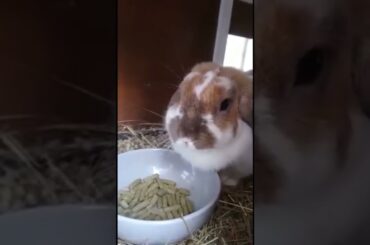 Cute Rabbit Eating #Shorts #Pets #Rabbits