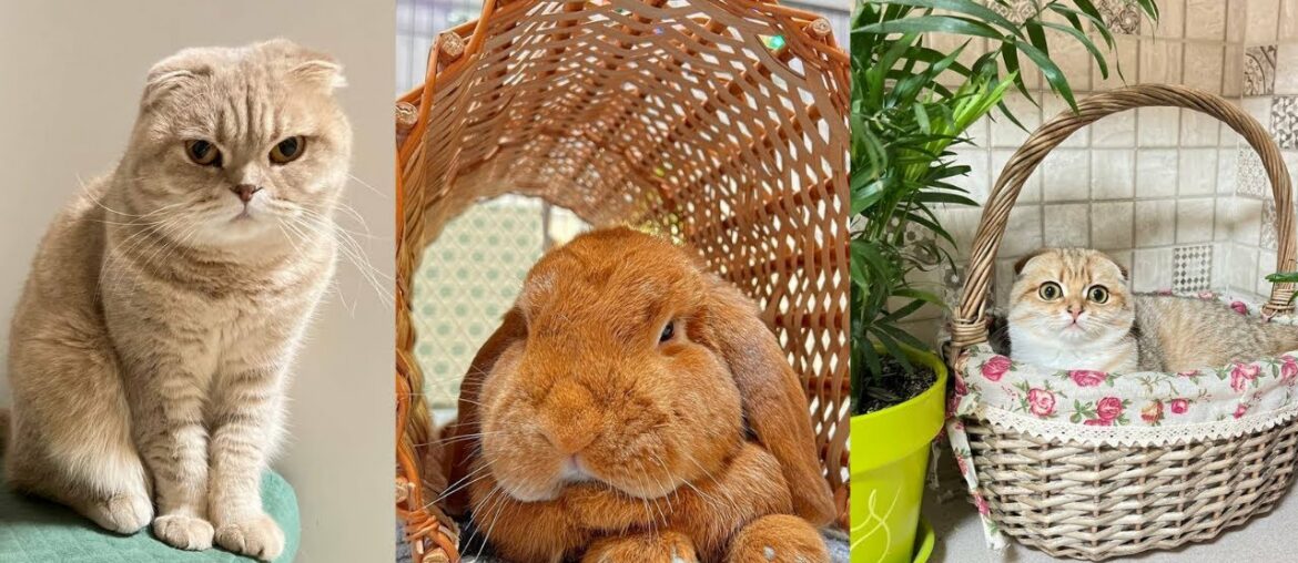 Bunnies being cute – Funny and Cute Baby Rabbit – cute baby animals #2 Bunnies being cute - Funny and Cute Baby Rabbit - cute baby animals #2