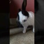 Cute rabbit cleaning his ear #Shorts