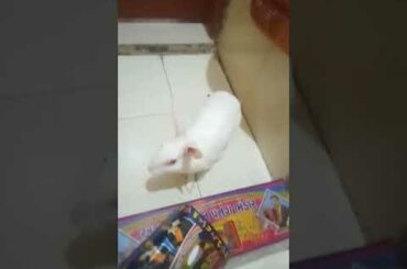 cute rabbit