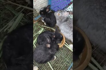 Cute Baby Bunny #shorts #petanimal #youtubeshorts #rabbit