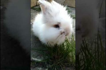 BEAUTIFULLY? CUTE BUNNY EATING ACTIVITY VIDEOS...