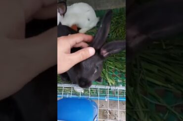 My Cute Bunny With Tender Loving Care #shorts #rabbit #rabbitshorts #rabbitshortsvideo #rabbitbunny