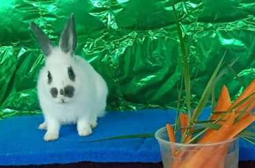 Animals Daily Compilation#012, Cute Rabbit Eating Food