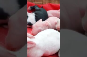 #shorts#cute#baby#rabbit#Bunny