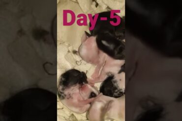 5Days Old Cute Baby Rabbits | Bunnies Baby New Born 5days Old #short #shorts #youtubeshort #rabbits