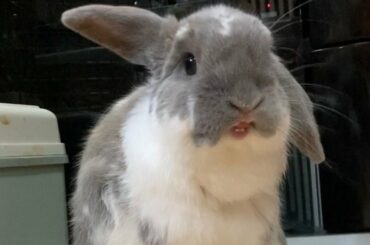 AWW So Cute Baby Bunny Rabbits With Funny Moments 2022