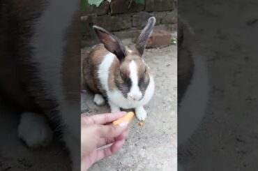 #shorts#rabbit#bunny#cute#baby