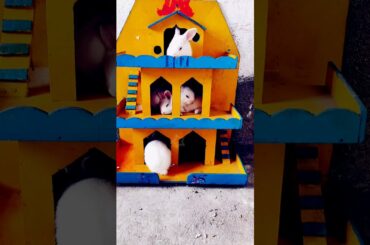 cute baby rabbit house! cute baby bunny  #shorts #youtubeshorts #petanimal