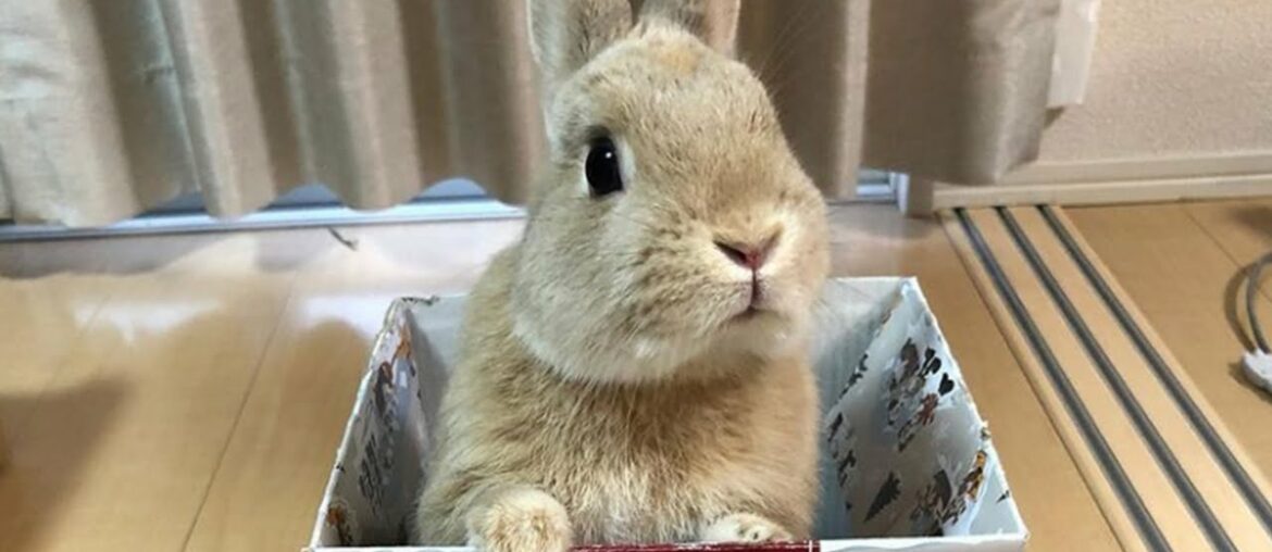 A Funny Bunny Cute Baby Rabbit Videos 2022