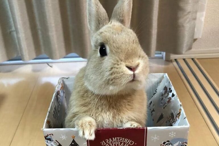 A Funny Bunny Cute Baby Rabbit Videos 2022