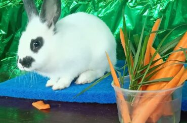 Animals Daily Compilation#013, Cute Rabbit Eating Food