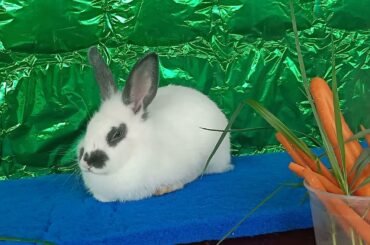 Animals Daily Compilation#011, Cute Rabbit Eating Food