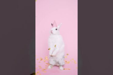 Funny And Cute Baby Bunny Rabbit Videos - Baby Animal Video Compilation #11 (2022) #shorts