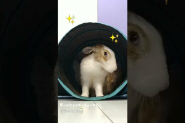 Cute Bunny GROOMS himself in a tunnel!!
